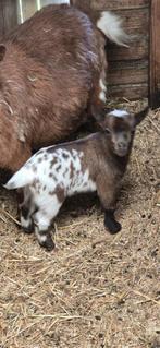 Prachtige Dwerggeit Lammetjes, Animaux & Accessoires, Moutons, Chèvres & Cochons