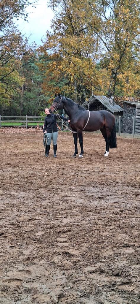 Zangersheide hengst, Dieren en Toebehoren, Paarden, Hengst