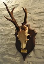 trophée chevreuil chasse taxidermie bois cerf crâne daguet, Antiquités & Art, Curiosités & Brocante, Enlèvement ou Envoi