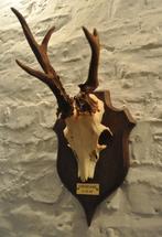 trofee ree abnormaal taxidermie gewei hert schedel reebok, Antiek en Kunst, Curiosa en Brocante, Ophalen of Verzenden