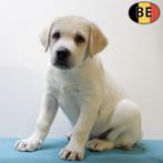 Labrador Retriever (Blond en Zwart) Belgische pups te koop, België, Handelaar, CDV (hondenziekte), 8 tot 15 weken