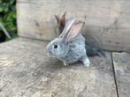 Jonge vlaamse reuzen, Dieren en Toebehoren