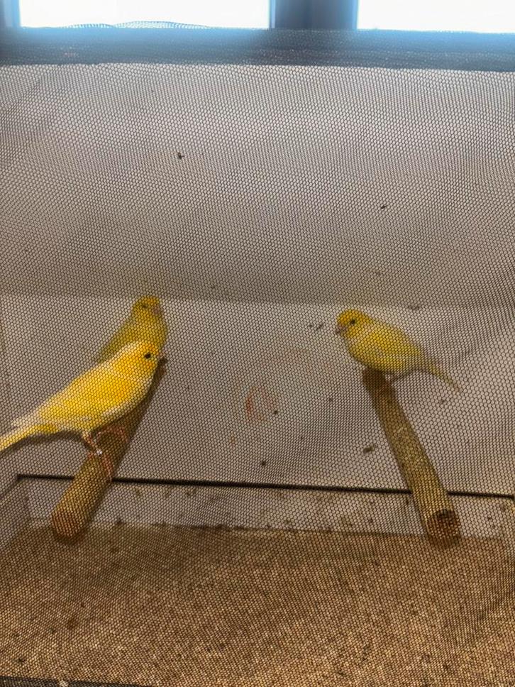 Kanariemannetjes, Dieren en Toebehoren, Vogels | Kanaries, Zangkanarie, Mannelijk