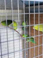 Forpus, Dieren en Toebehoren, Vogels | Parkieten en Papegaaien, Meerdere dieren, Dwergpapegaai of Agapornis