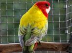 Australische parkieten, Dieren en Toebehoren, Vogels | Parkieten en Papegaaien, Meerdere dieren, Parkiet, Geringd