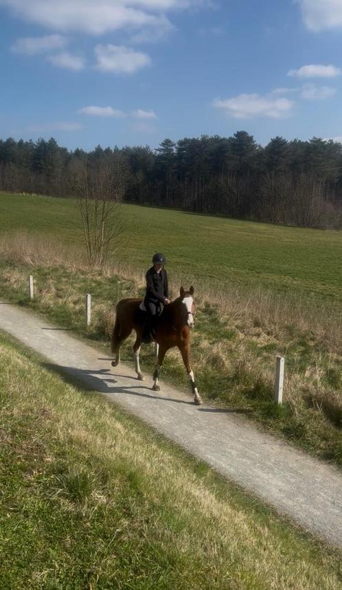 2 plaatsen vrij om jou paard te trainen, Hobby en Vrije tijd, Overige Hobby en Vrije tijd, Nieuw, Ophalen