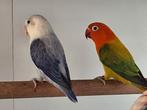 Kweekkoppel fischerie, Meerdere dieren, Dwergpapegaai of Agapornis, Geringd