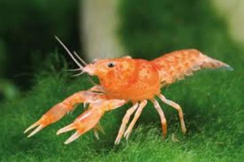 dwergkreeftjes zoek ik ik betaal  of gratis, Dieren en Toebehoren, Vissen | Aquariumvissen, Zoetwatervis, Kreeft, Krab of Garnaal