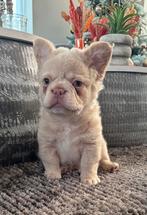 Unieke isabella platinum fluffy reutje franse bulldog pup, België, Fokker | Hobbymatig, Reu, 8 tot 15 weken