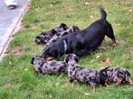 Merle Teckel puppy's, Dieren en Toebehoren, Honden | Teckels en Dashonden, België, CDV (hondenziekte), 8 tot 15 weken, Korthaar