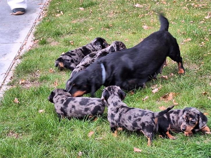 Merle Teckel puppy's, Dieren en Toebehoren, Honden | Teckels en Dashonden, Korthaar, Dwerg, Fokker | Professioneel, Meerdere, België
