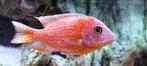 AULONOCARA DRAGON BLOOD, Vis, Zoetwatervis