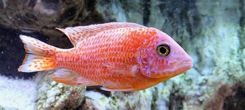 AULONOCARA DRAGON BLOOD, Dieren en Toebehoren, Vissen | Aquariumvissen, Zoetwatervis, Vis