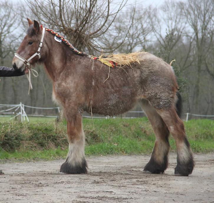 Trekpaard jaarling, Dieren en Toebehoren, Paarden, Hengst, 0 tot 2 jaar, Met stamboom, Gechipt, Ontwormd, Ingeënt