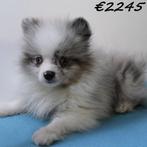 Kleine Kees & Dwergkees - puppy's te koop, 15 weken tot 1 jaar, Buitenland, CDV (hondenziekte), Meerdere