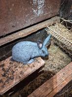 Trois infirmières belges en argent prêtes à grandir