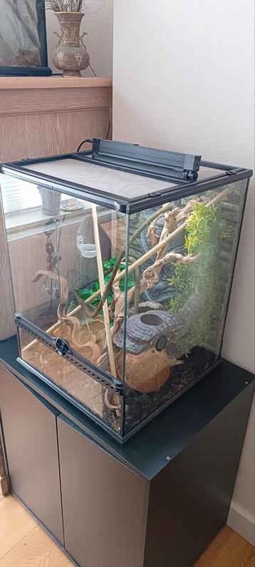 gecko + terrarium, Enlèvement, Comme neuf
