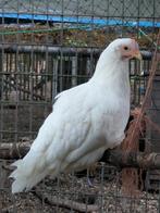 Witte leghorn, Dieren en Toebehoren, Pluimvee