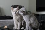 kittens, Dieren en Toebehoren, Katten en Kittens | Raskatten | Korthaar, Meerdere dieren, 0 tot 2 jaar, Gechipt