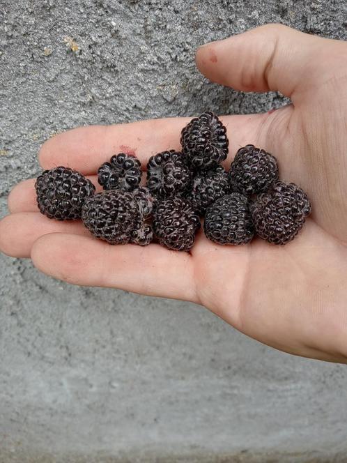 Zwarte framboos, Tuin en Terras, Planten | Tuinplanten, Vaste plant, Fruitplanten, Volle zon, Zomer, Ophalen