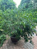 Grote FICUS Benjamina 1.60cm, Tuin en Terras, Planten | Tuinplanten, Ophalen, Vaste plant