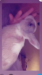 Rammetje wit,beige, Dieren en Toebehoren, Konijnen, Mannelijk, Middelgroot, 0 tot 2 jaar