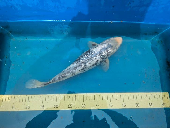2 Japanse koi, Dieren en Toebehoren, Vissen | Vijvervissen