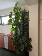 Prachtige monsteraplant, Ophalen