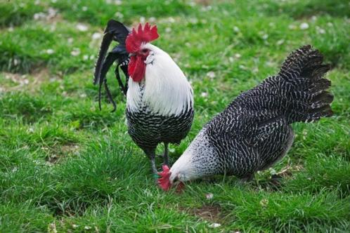 Brakel hennen/hanen, Dieren en Toebehoren, Pluimvee, Kip, Meerdere dieren