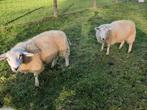 2 swifter ooien, Dieren en Toebehoren, Schapen, Geiten en Varkens, Vrouwelijk, Schaap, 0 tot 2 jaar