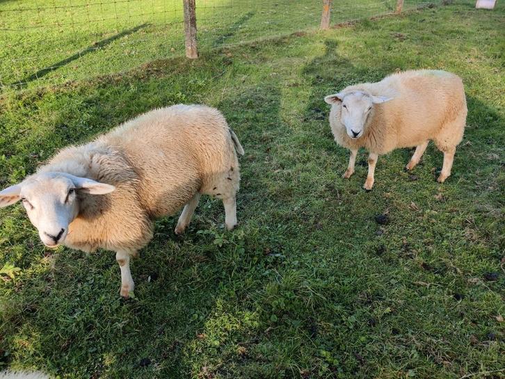 2 swifter ooien, Dieren en Toebehoren, Schapen, Geiten en Varkens, Schaap, Vrouwelijk, 0 tot 2 jaar