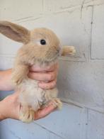 Franse hangoor ram, Mannelijk, Groot, Hangoor, 0 tot 2 jaar