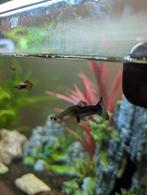 Leuke guppy's te koop!, Dieren en Toebehoren