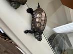 Schildpad, Animaux & Accessoires, Reptiles & Amphibiens, Tortue