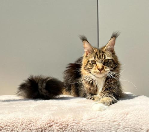 Maine coon meisje, Dieren en Toebehoren, Katten en Kittens | Raskatten | Langhaar, Poes, 0 tot 2 jaar, Met stamboom, Gechipt, Ontwormd