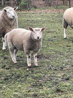 Schaapbok (lam), Mâle, Mouton, 0 à 2 ans