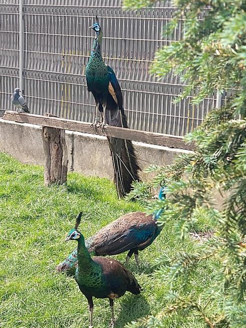 Java pauwen, zuiver ras, Dieren en Toebehoren, Pluimvee