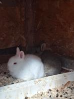 Dwergkonijn te koop, Dieren en Toebehoren, Meerdere dieren, Dwerg, 0 tot 2 jaar