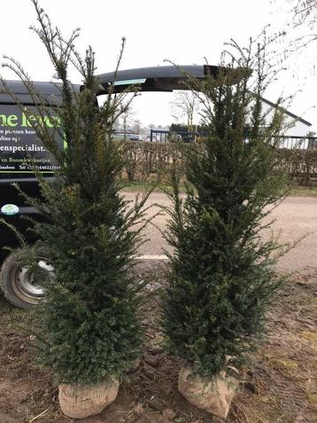 Taxus baccata haagplanten 150-175 €45 en 175-200 €60 beschikbaar voor biedingen