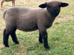 Hampshire Down lam te koop, Mannelijk, Schaap, 0 tot 2 jaar
