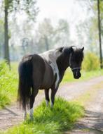 Amha bmp merrie, Dieren en Toebehoren, Pony's, Merrie
