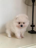 Pomeriaan mini reutje, Dieren en Toebehoren, België, Fokker | Hobbymatig, Keeshond, Reu