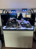 Spotprijs ! Red sea Max 500, Dringend weg wegens verhuis!, Ophalen, Gebruikt, Gevuld zoetwateraquarium