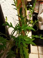 Plant Salade Roquette beau plant., Tuin en Terras, Planten | Tuinplanten, Ophalen