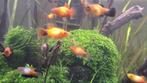 platy, Dieren en Toebehoren, Ophalen
