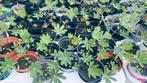 Lupine planten ( My castle) kleur fuchia, Jardin & Terrasse, Plantes | Jardin, Enlèvement ou Envoi