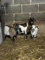 Trio mini dwerggeitjes !, Dieren en Toebehoren, Meerdere dieren, Geit