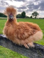 Prachtige Zijdehoender USA buff hanen 16 weken!, Dieren en Toebehoren, Pluimvee, Mannelijk, Kip