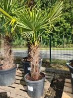 Palmboom Trachycarpus Fortunei, Ophalen, Halfschaduw, Palmboom