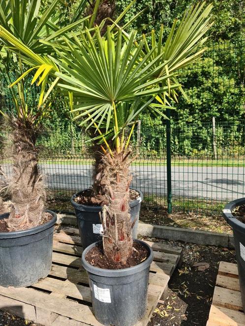 Palmboom Trachycarpus Fortunei, Tuin en Terras, Planten | Bomen, Palmboom, Halfschaduw, Ophalen